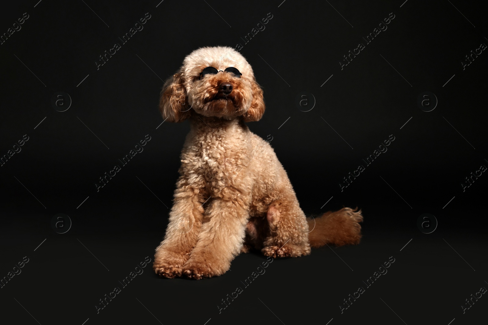 Photo of Cute Toy Poodle dog in sunglasses on black background. Lovely pet