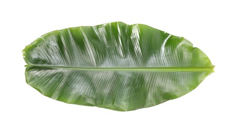 Photo of Fresh green banana tree leaf isolated on white