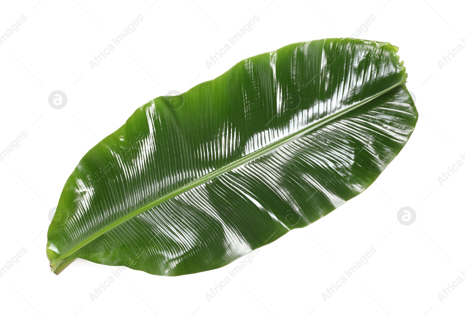 Photo of Fresh green banana tree leaf isolated on white