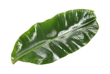 Photo of Fresh green banana tree leaf isolated on white