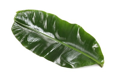 Photo of Fresh green banana tree leaf isolated on white