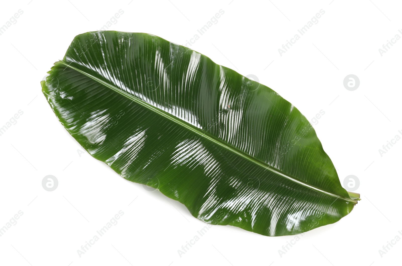 Photo of Fresh green banana tree leaf isolated on white