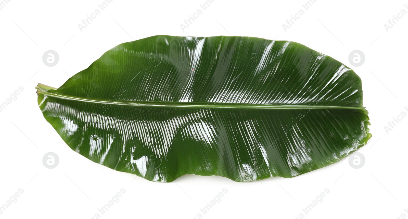 Photo of Fresh green banana tree leaf isolated on white