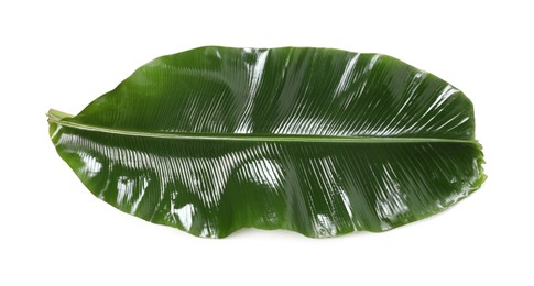 Photo of Fresh green banana tree leaf isolated on white