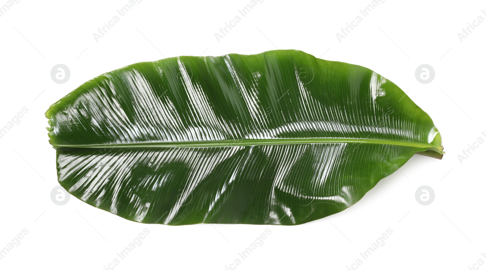 Photo of Fresh green banana tree leaf isolated on white