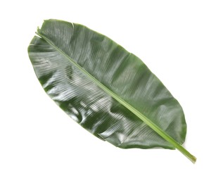 Photo of Fresh green banana tree leaf isolated on white