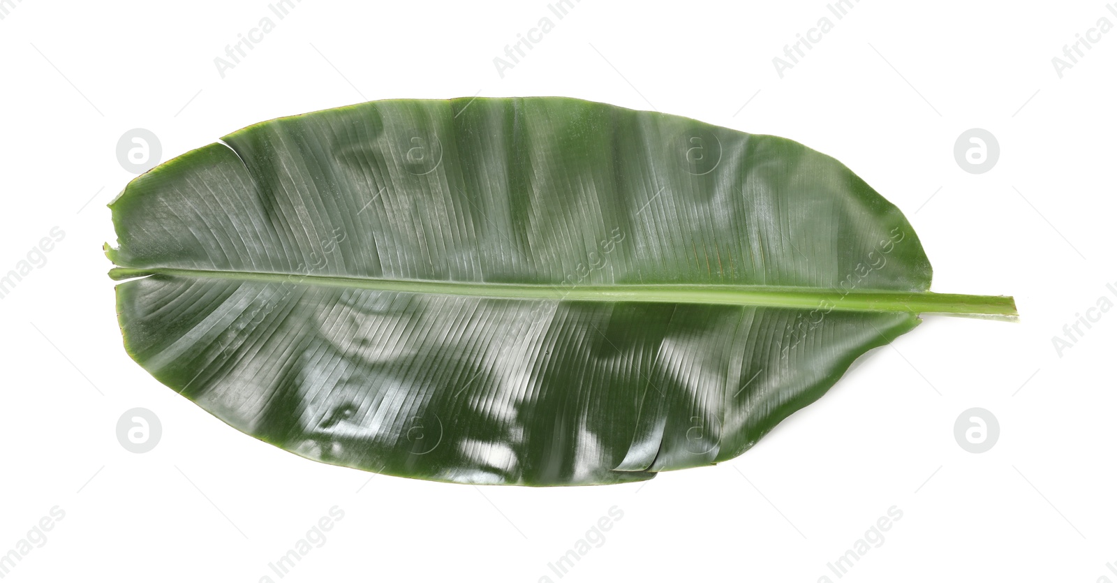 Photo of Fresh green banana tree leaf isolated on white