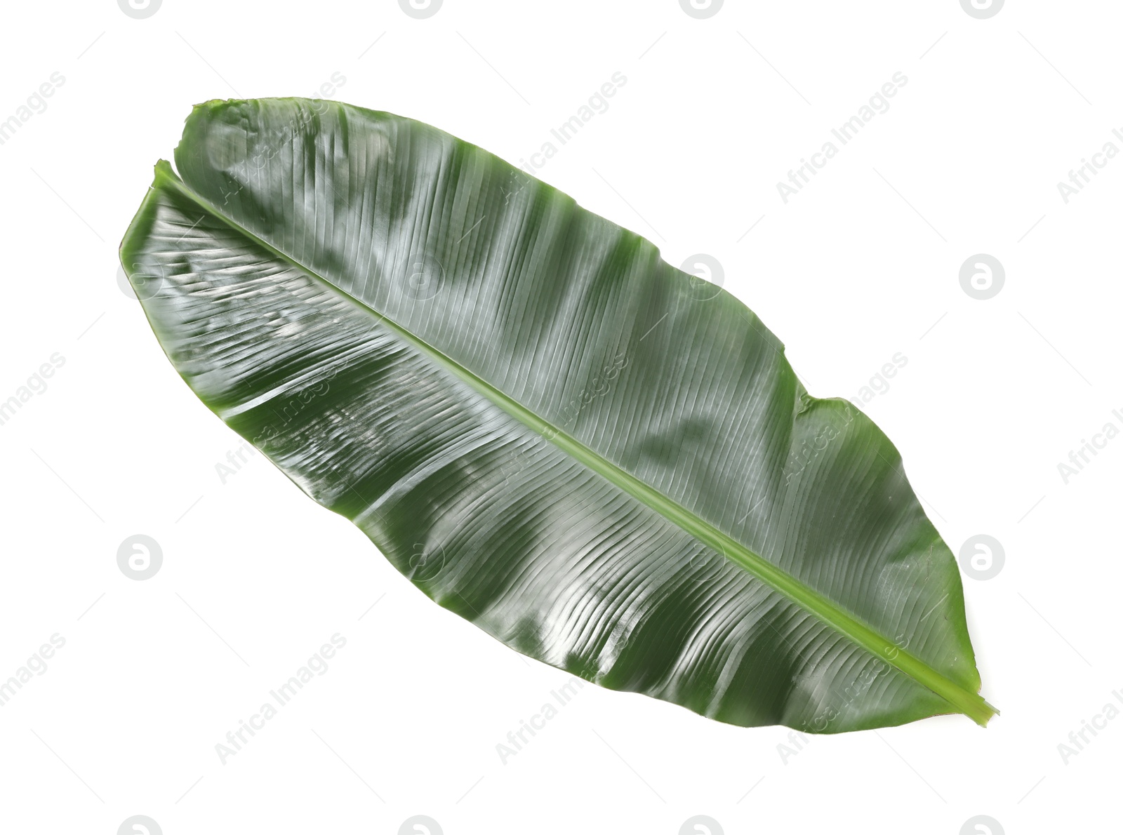 Photo of Fresh green banana tree leaf isolated on white