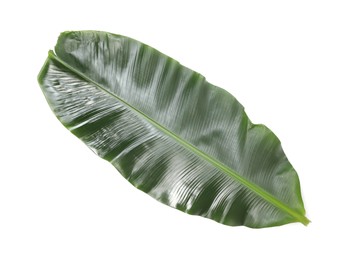 Photo of Fresh green banana tree leaf isolated on white