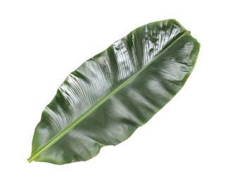 Photo of Fresh green banana tree leaf isolated on white