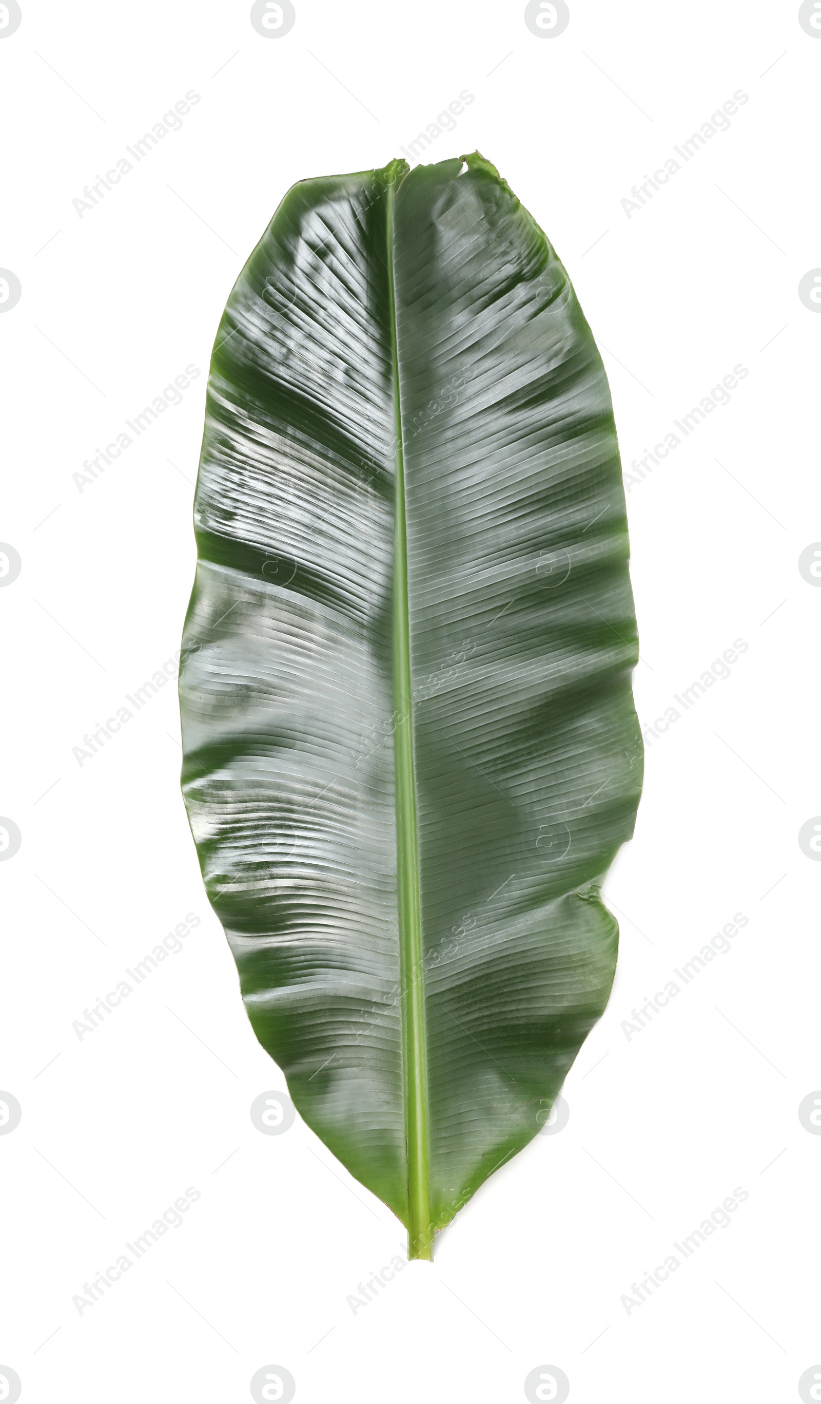 Photo of Fresh green banana tree leaf isolated on white