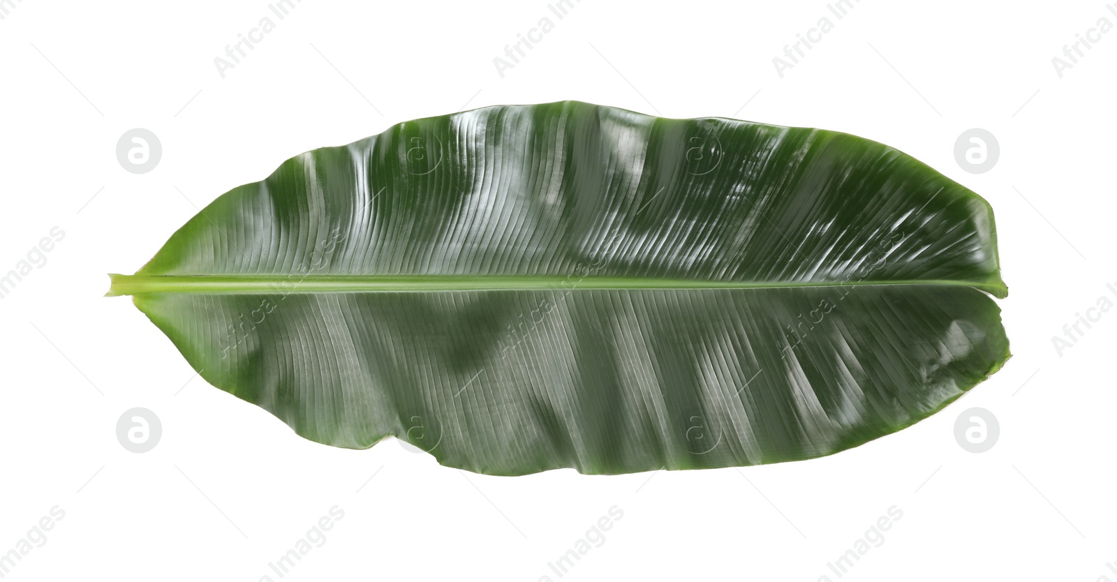 Photo of Fresh green banana tree leaf isolated on white