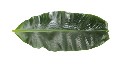 Photo of Fresh green banana tree leaf isolated on white