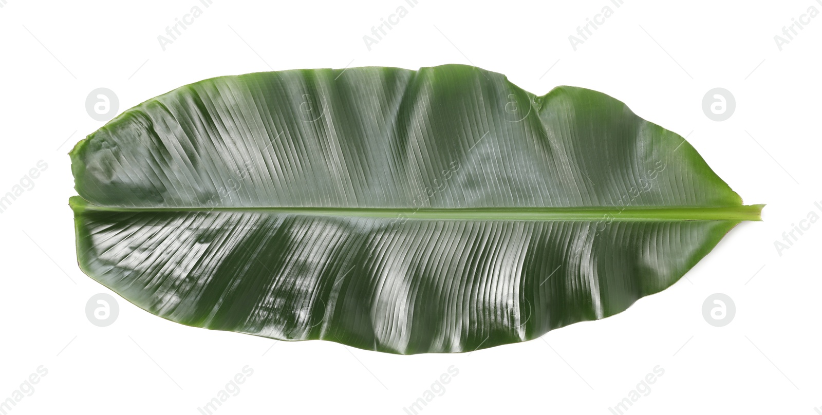 Photo of Fresh green banana tree leaf isolated on white