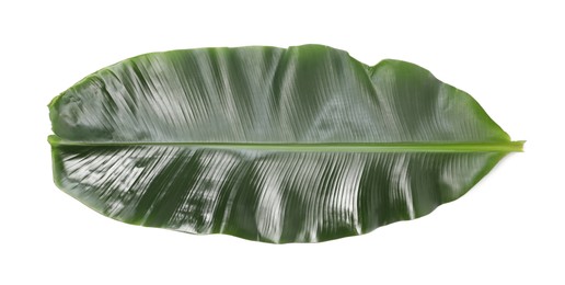 Photo of Fresh green banana tree leaf isolated on white