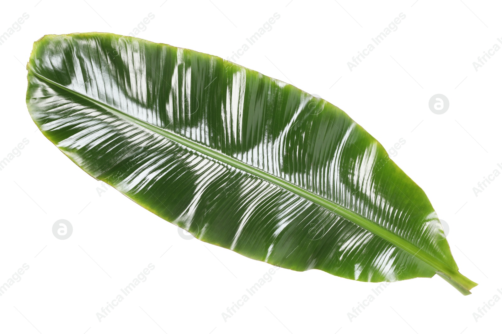 Photo of Fresh green banana tree leaf isolated on white