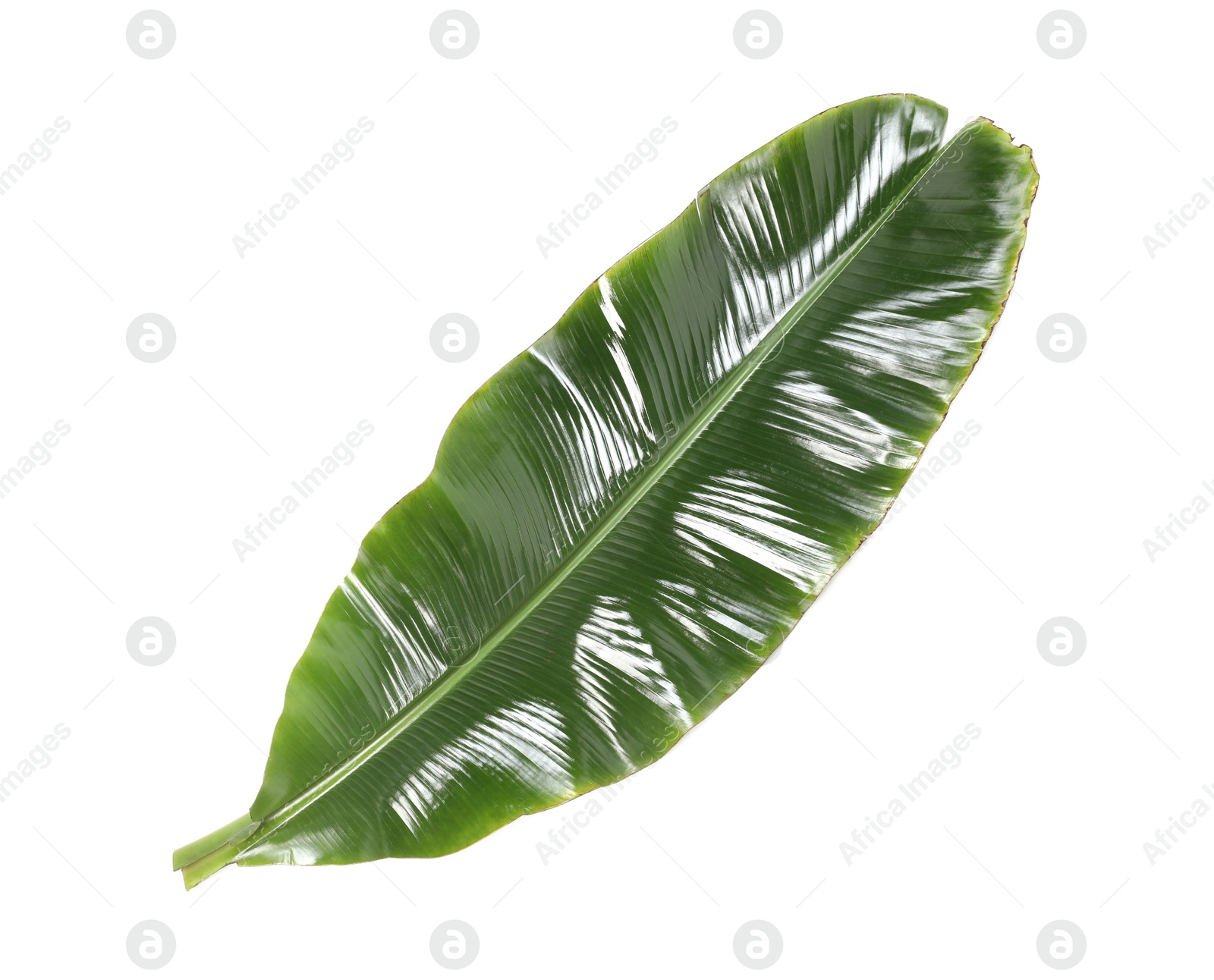 Photo of Fresh green banana tree leaf isolated on white