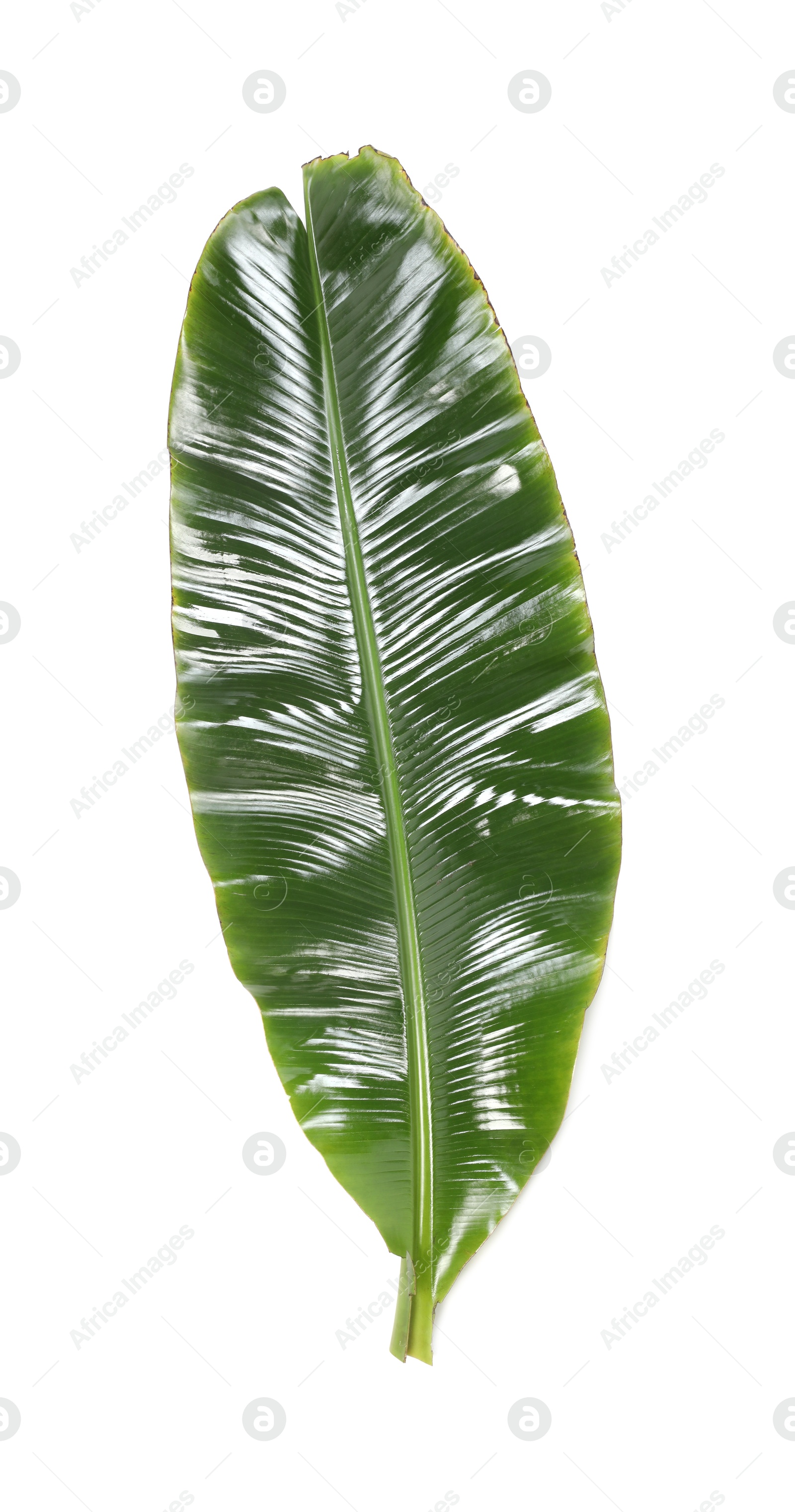 Photo of Fresh green banana tree leaf isolated on white