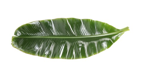 Photo of Fresh green banana tree leaf isolated on white