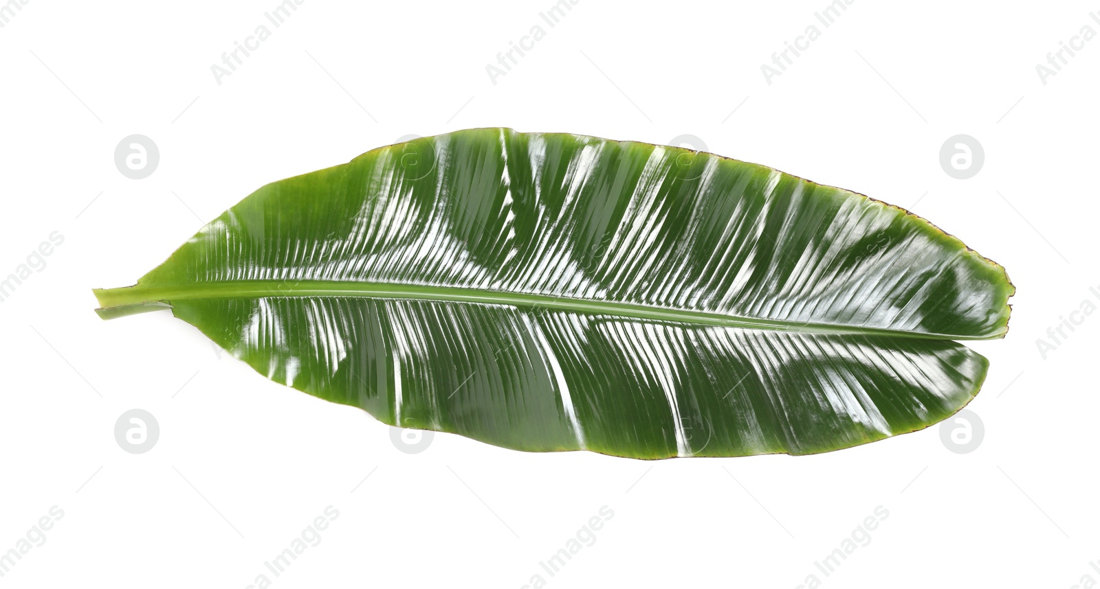 Photo of Fresh green banana tree leaf isolated on white