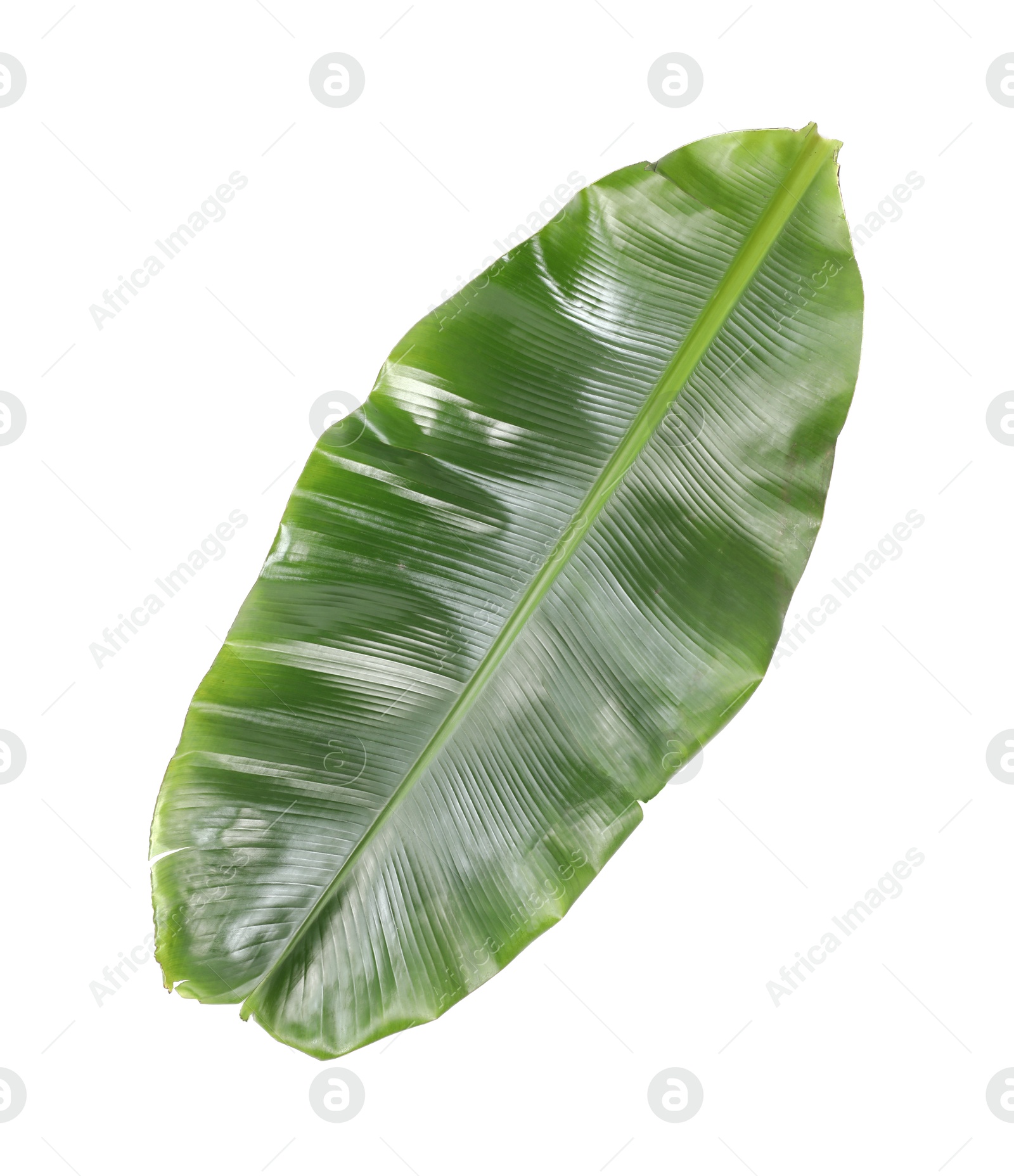 Photo of Fresh green banana tree leaf isolated on white