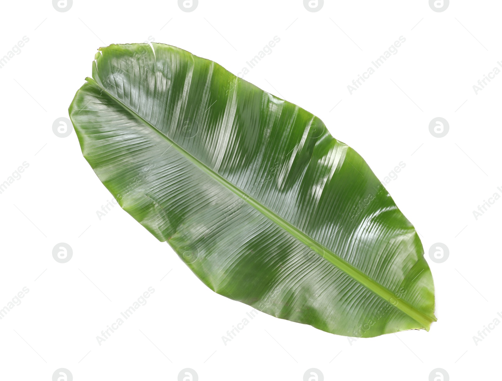 Photo of Fresh green banana tree leaf isolated on white