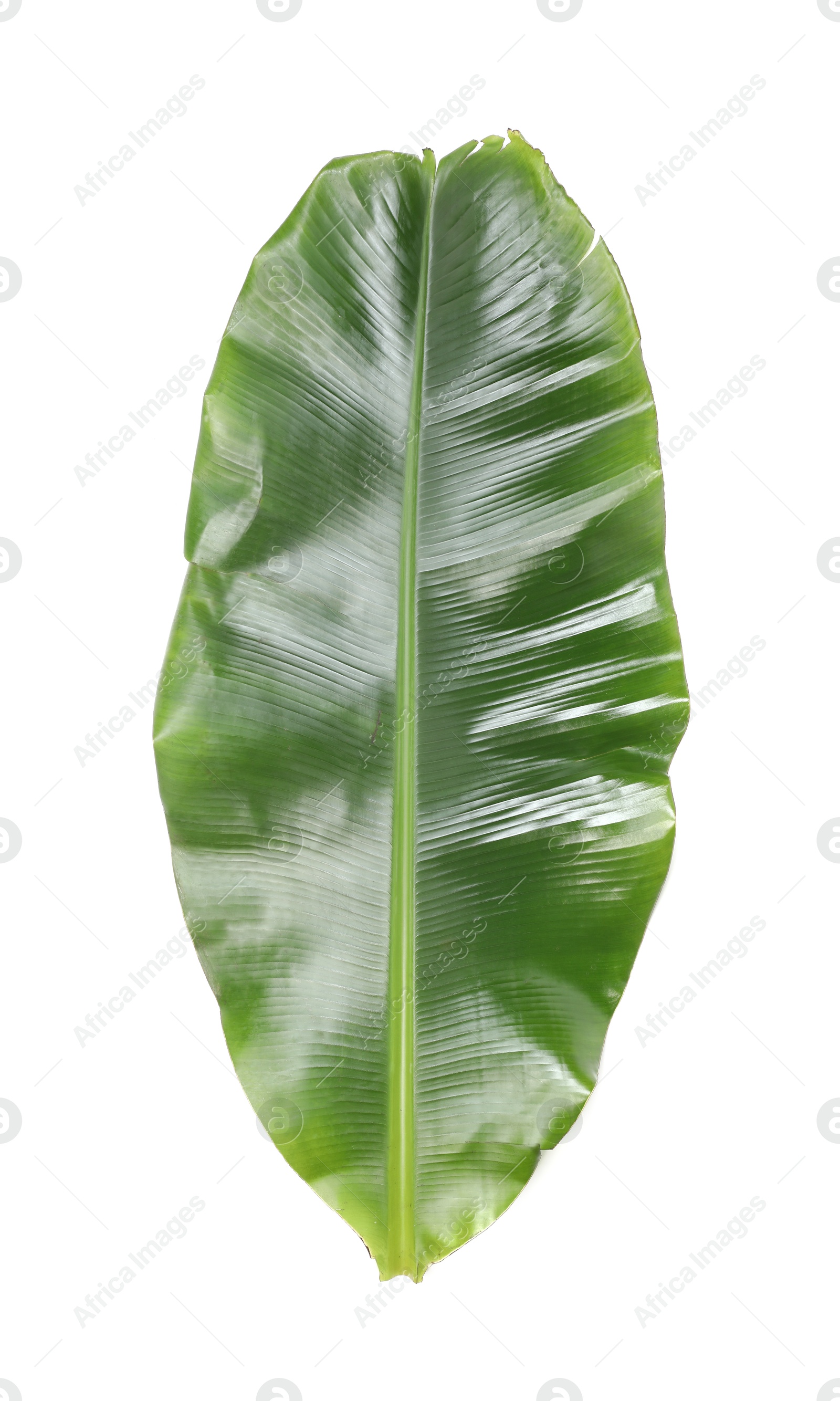 Photo of Fresh green banana tree leaf isolated on white