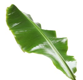 Photo of Fresh green banana tree leaf isolated on white