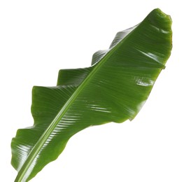 Photo of Fresh green banana tree leaf isolated on white