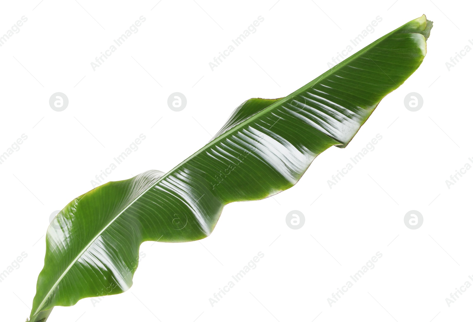 Photo of Fresh green banana tree leaf isolated on white