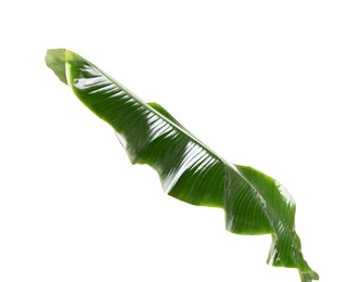 Photo of Fresh green banana tree leaf isolated on white