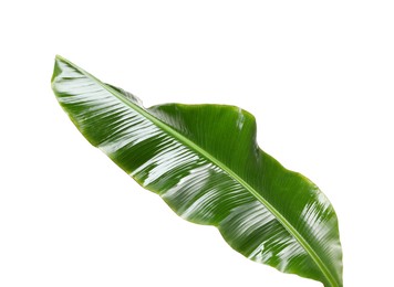 Photo of Fresh green banana tree leaf isolated on white