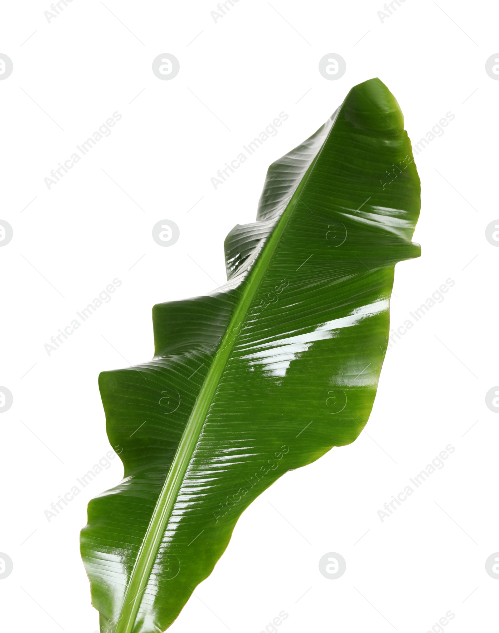 Photo of Fresh green banana tree leaf isolated on white