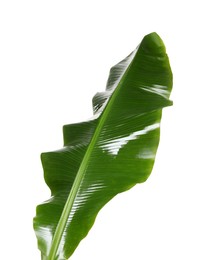 Fresh green banana tree leaf isolated on white