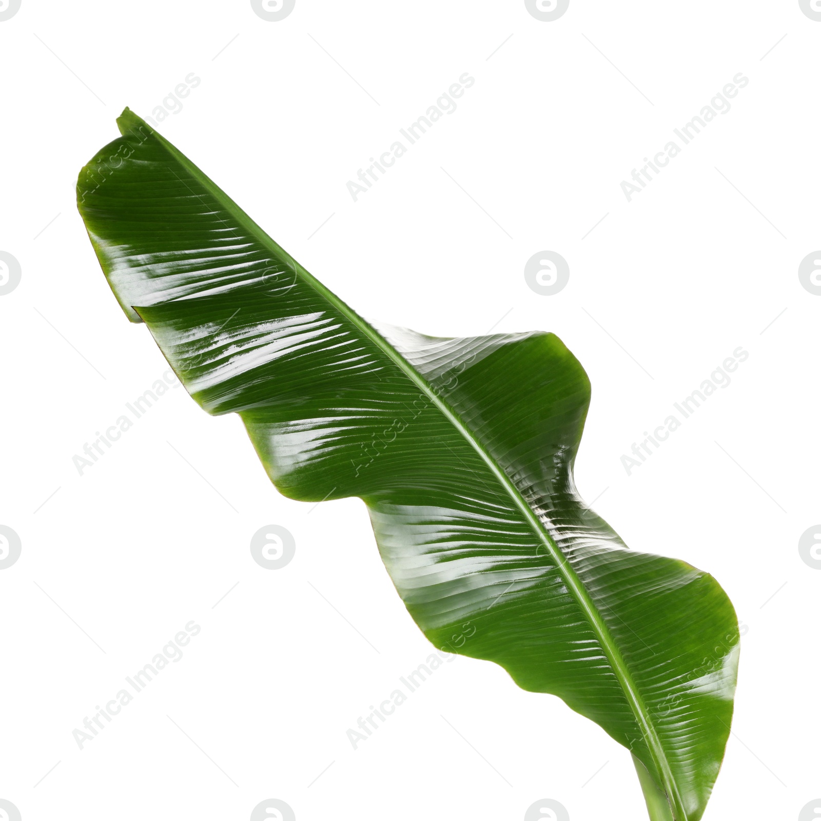 Photo of Fresh green banana tree leaf isolated on white