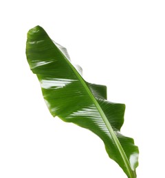 Photo of Fresh green banana tree leaf isolated on white