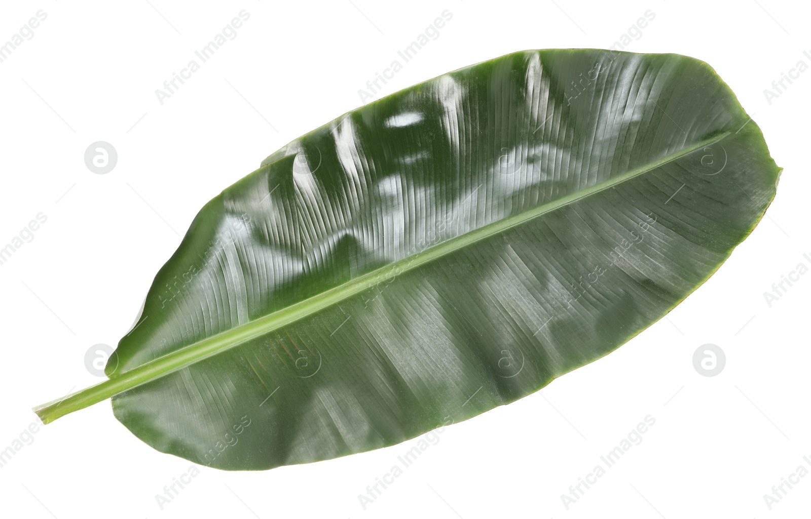 Photo of Fresh green banana tree leaf isolated on white