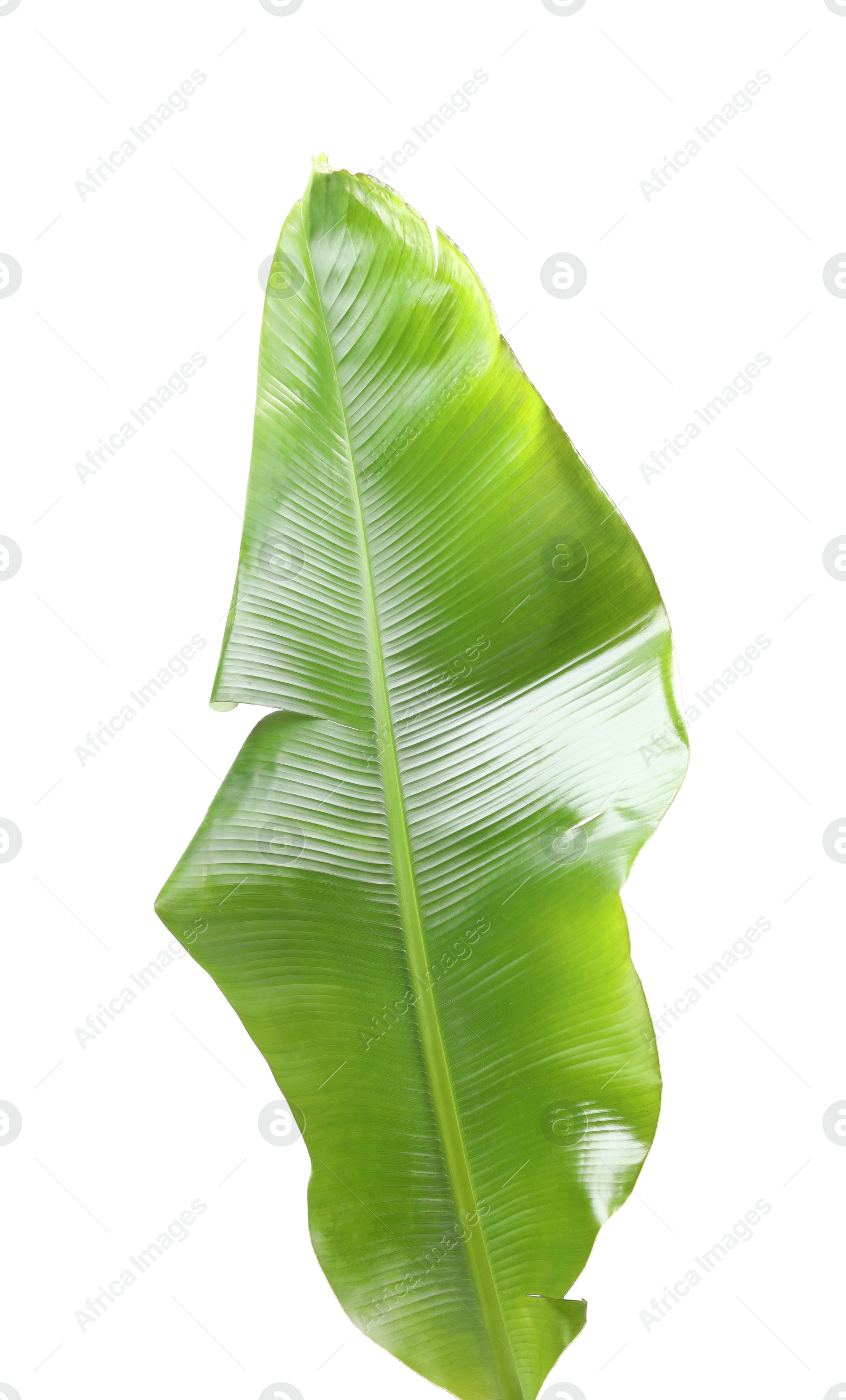 Photo of Fresh green banana tree leaf isolated on white