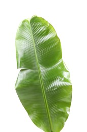 Photo of Fresh green banana tree leaf isolated on white