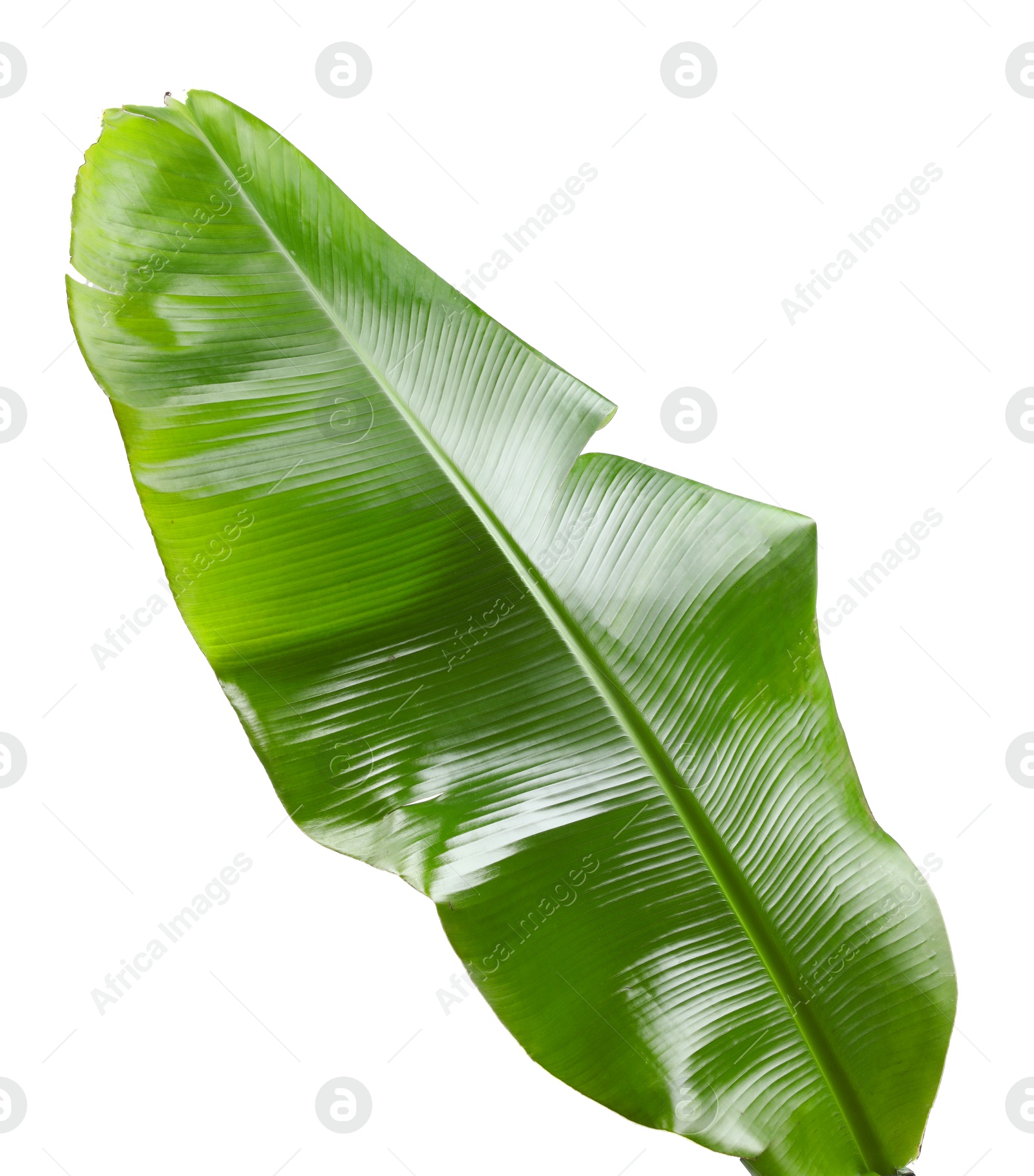 Photo of Fresh green banana tree leaf isolated on white