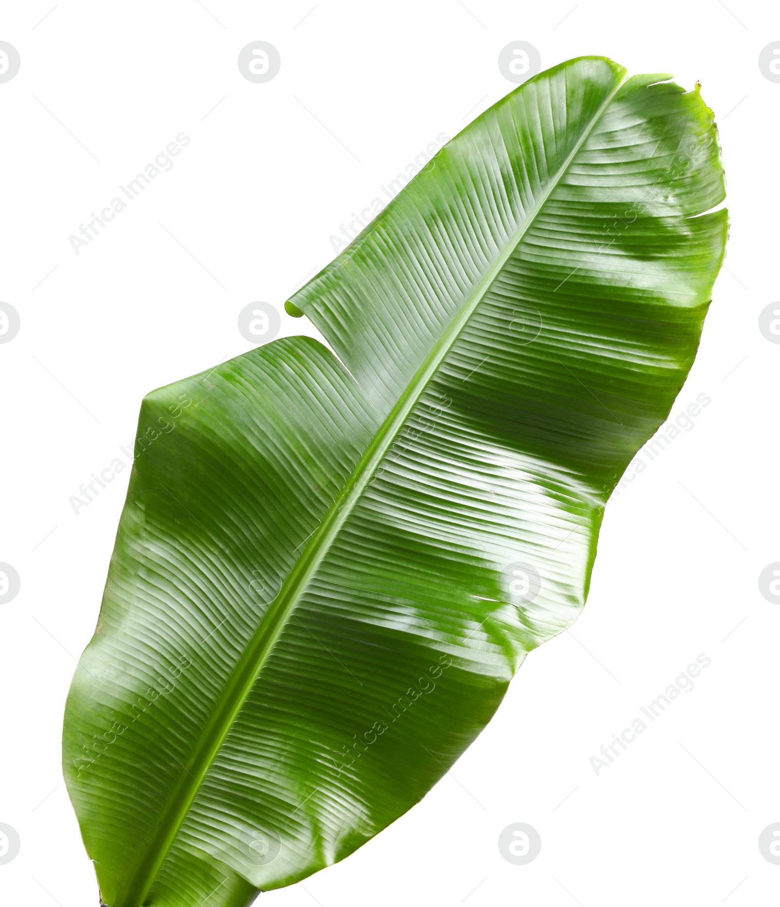 Photo of Fresh green banana tree leaf isolated on white