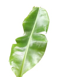 Photo of Fresh green banana tree leaf isolated on white