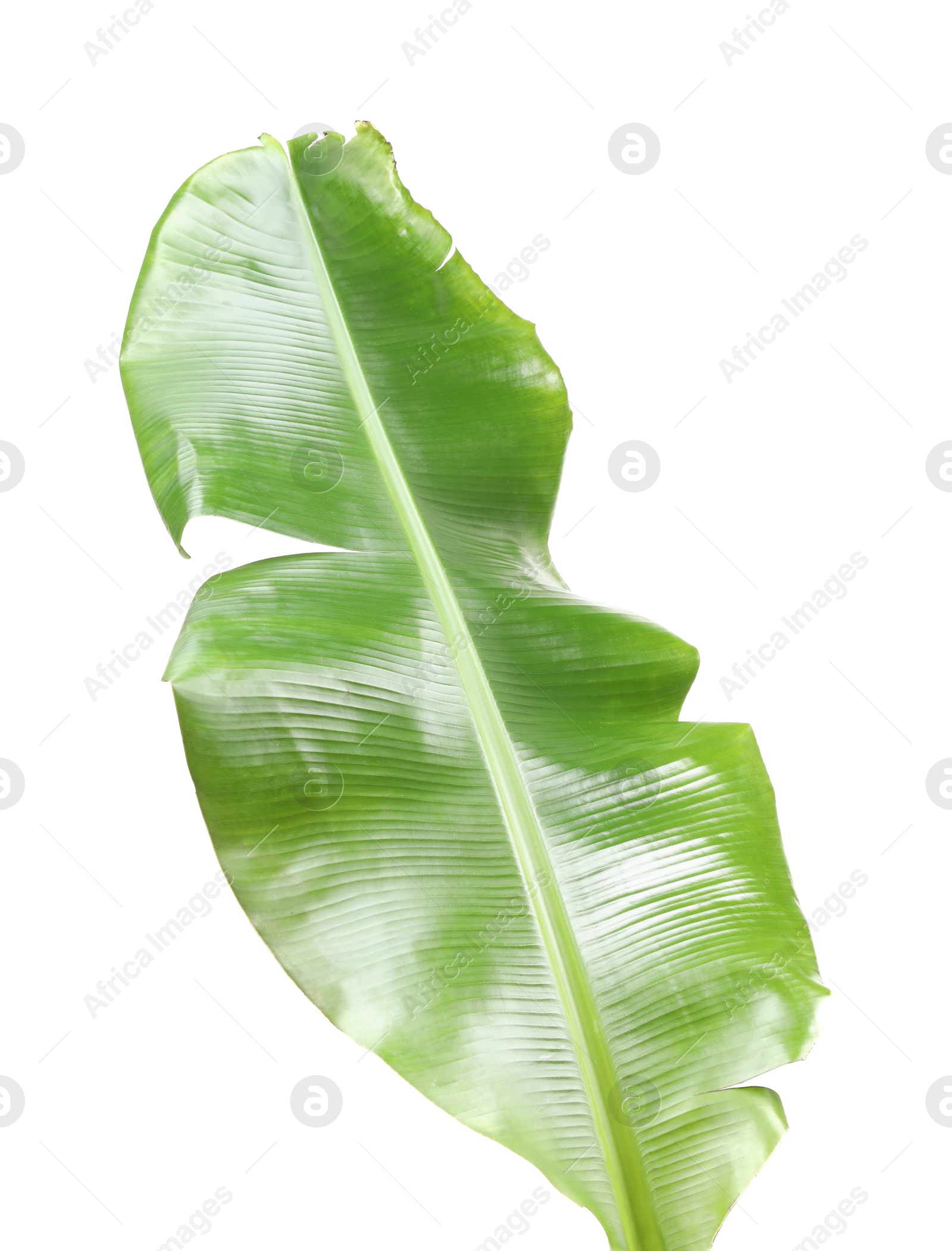 Photo of Fresh green banana tree leaf isolated on white