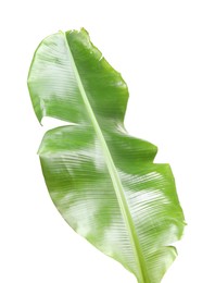 Photo of Fresh green banana tree leaf isolated on white