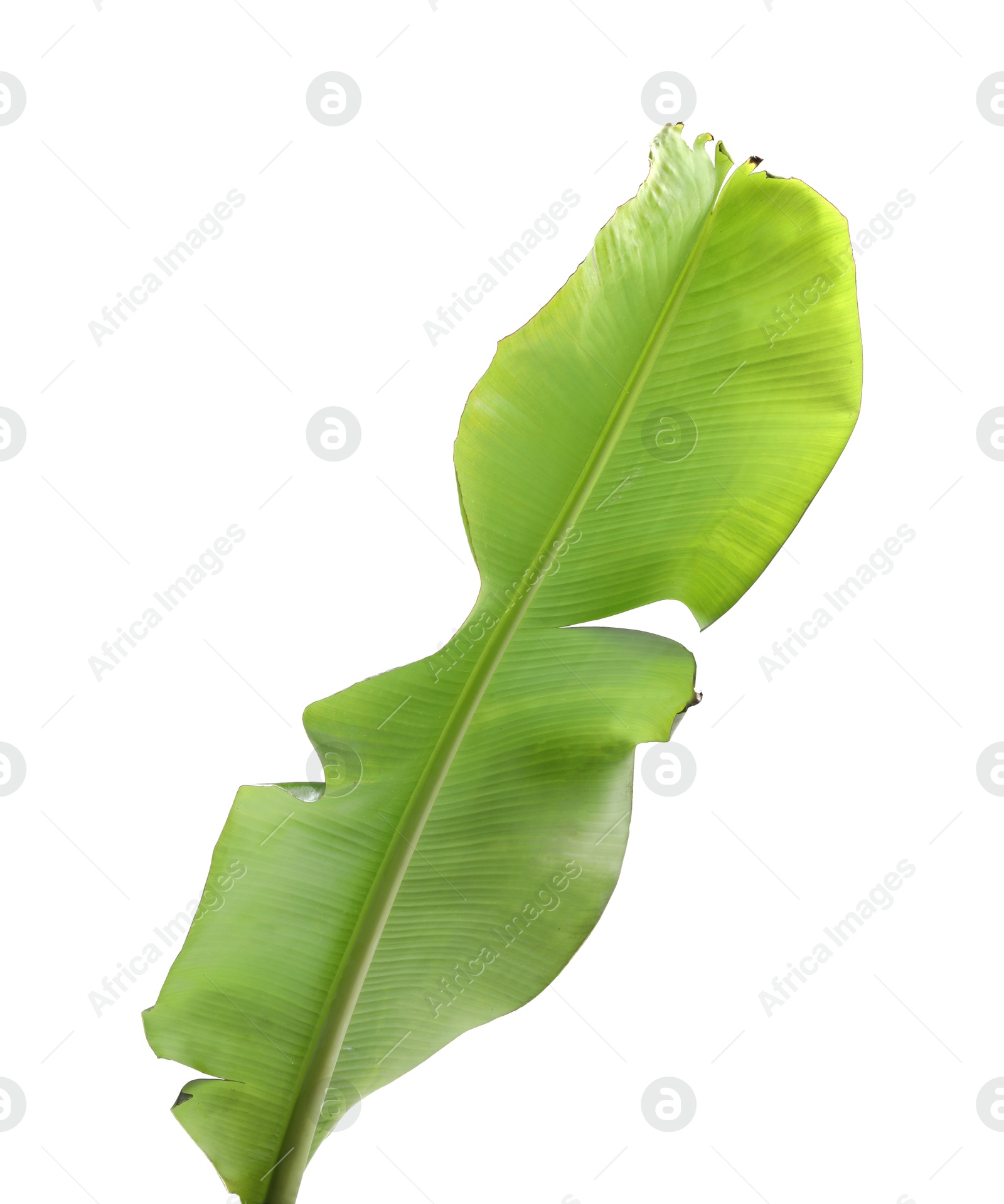 Photo of Fresh green banana tree leaf isolated on white