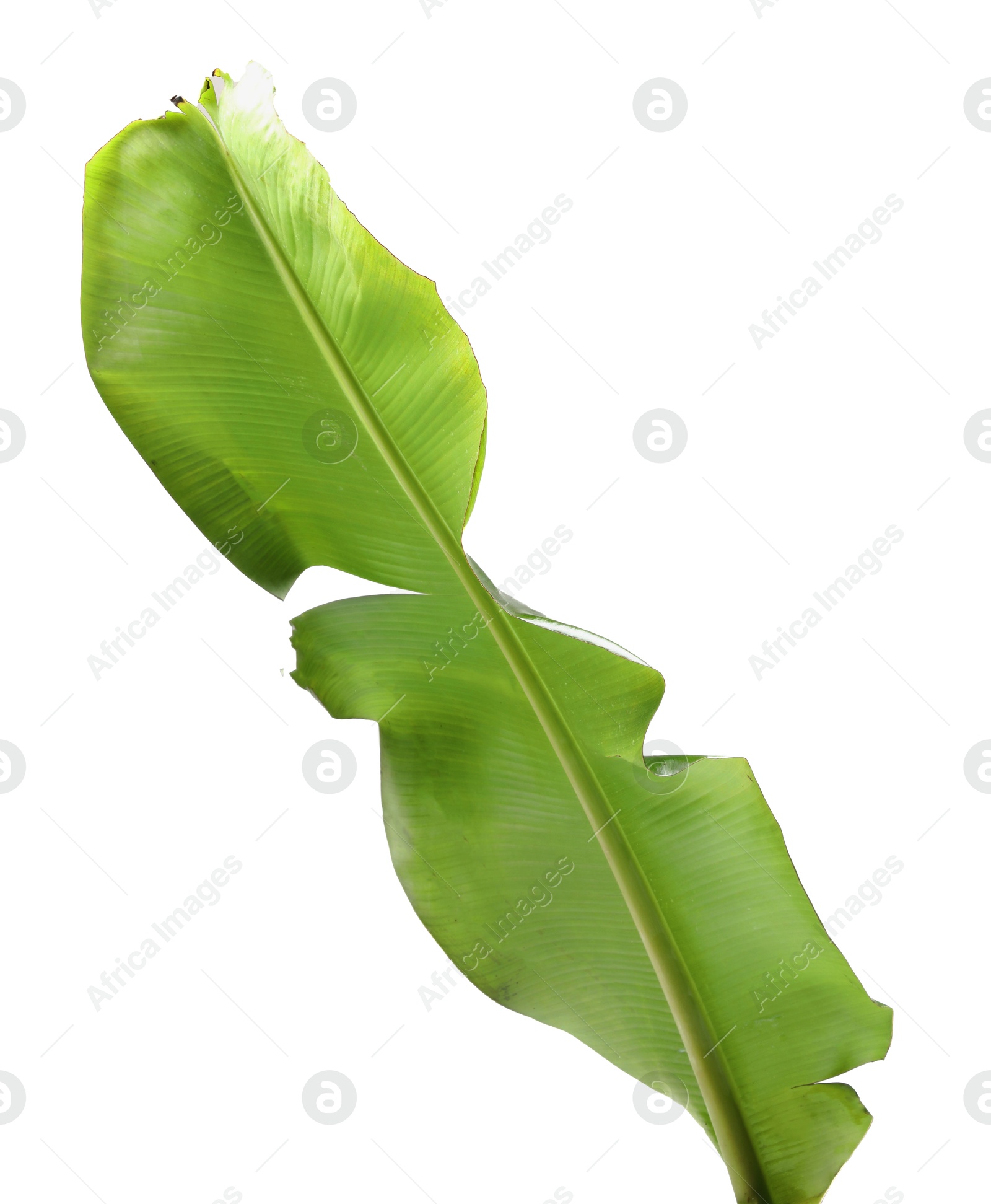 Photo of Fresh green banana tree leaf isolated on white