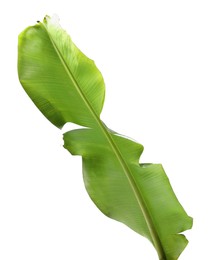 Fresh green banana tree leaf isolated on white