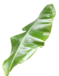 Photo of Fresh green banana tree leaf isolated on white