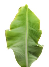 Fresh green banana tree leaf isolated on white