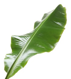 Fresh green banana tree leaf isolated on white